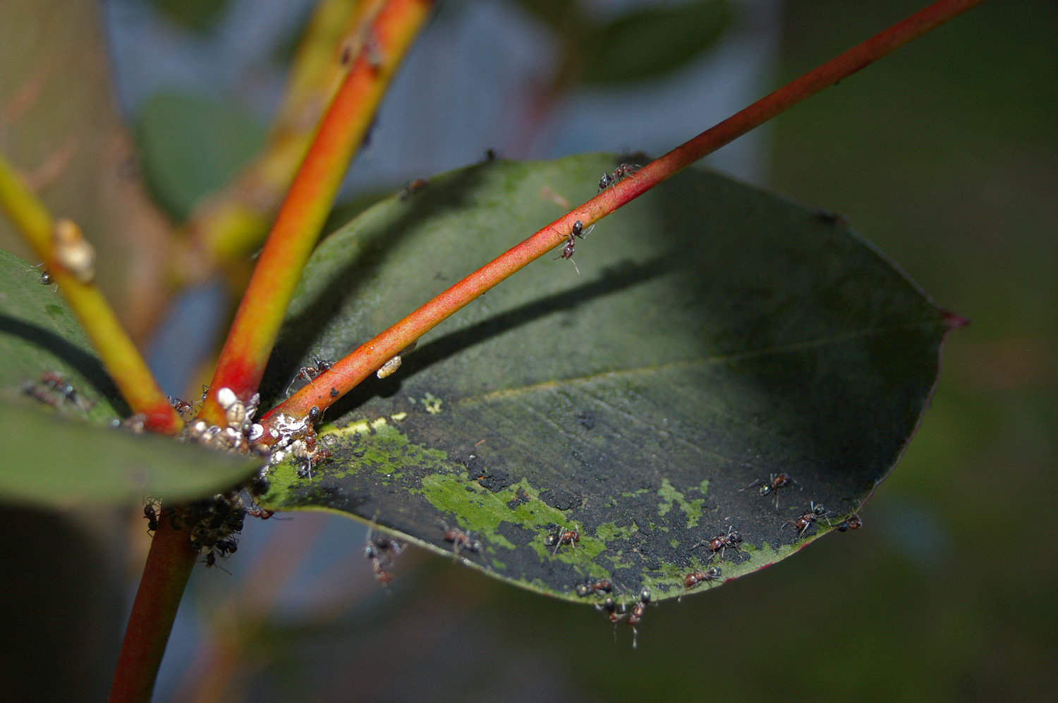 Lutter Naturellement contre les Cochenilles - Traitement Naturel