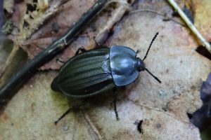 Auxiliaires prédateurs de limaces et escargots-biocontrôle-agrocologie