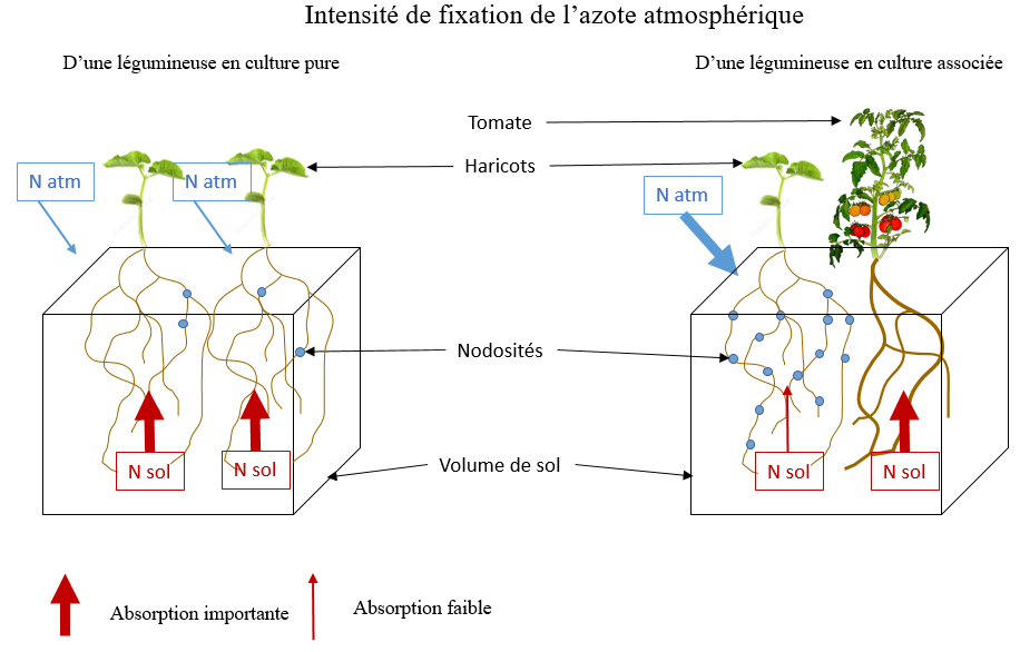 L'association des légumes dans le potager 