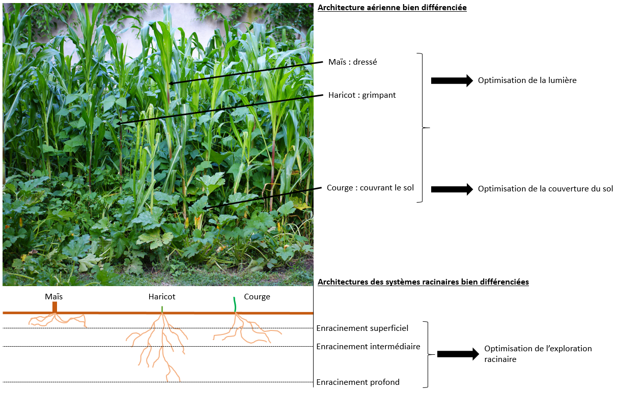 milpa-architecture-racinaire-aérienne