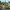 rose-jardiner Autrement-Bagatelle