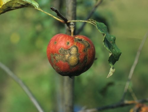 tavelure-pomme-champignon