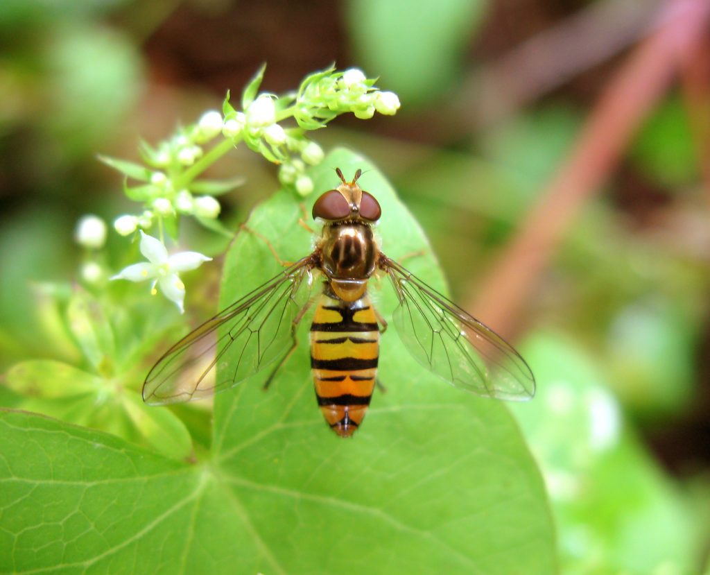 auxiliaire, syrphe ceinturé, biodiversité, agroécologie, jardin