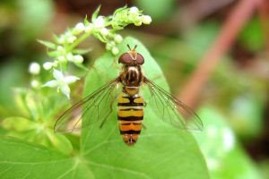 auxiliaire, syrphe ceinturé, biodiversité, agroécologie, jardin