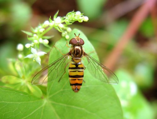 auxiliaire, syrphe ceinturé, biodiversité, agroécologie, jardin