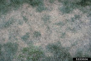 Pythium sur gazon