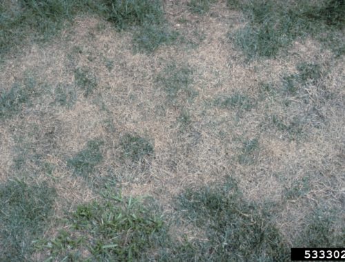 Pythium sur gazon