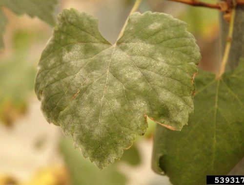 Feuille de vigne touchée par l'oïdium