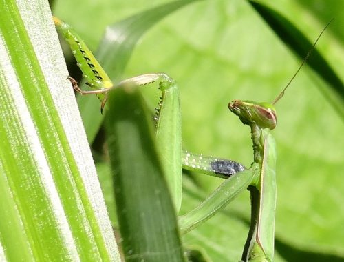 mante religieuse, auxiliaire du jardinier, agroécologie, insecte