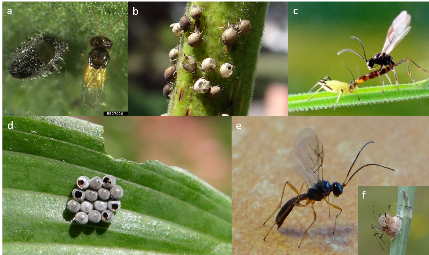 Micro-guêpes Tricho – Biologiquement contre mites des vêtements