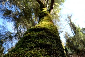 Mousse sur tronc d'arbre