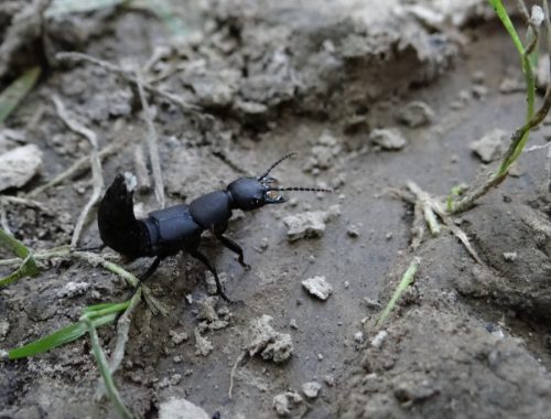 auxiliaire jardin agroécologie