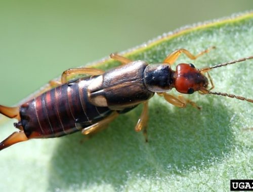 auxiliaire-jardin-agroécologie