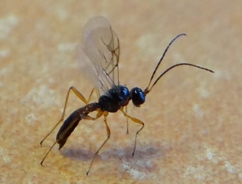 auxiliaire-guêpe parasitoïde-agroécologie