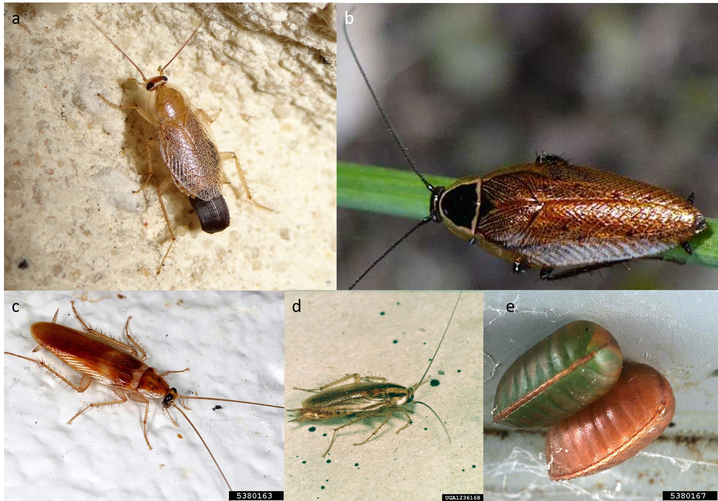 Quels sont les insectes qui ressemblent aux cafards ?