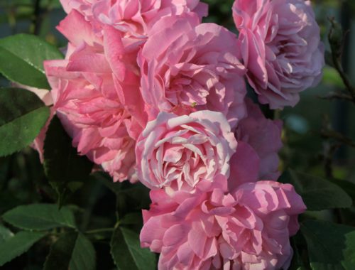 « Old blush » (Rosa chinensis)