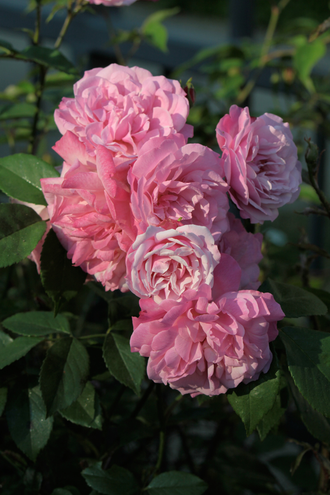 « Old blush » (Rosa chinensis)