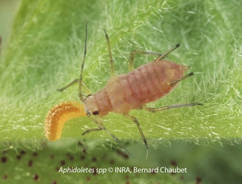 auxiliaire, puceron, agroécologie