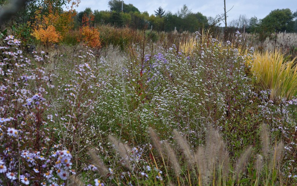 Asters du jardin Le Flérial d'Eric Lenoir, lauréat du concours Jardiner Autrement 2018 (© Eric Lenoir)