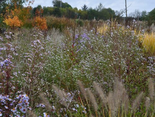 Asters du jardin Le Flérial d'Eric Lenoir, lauréat du concours Jardiner Autrement 2018 (© Eric Lenoir)