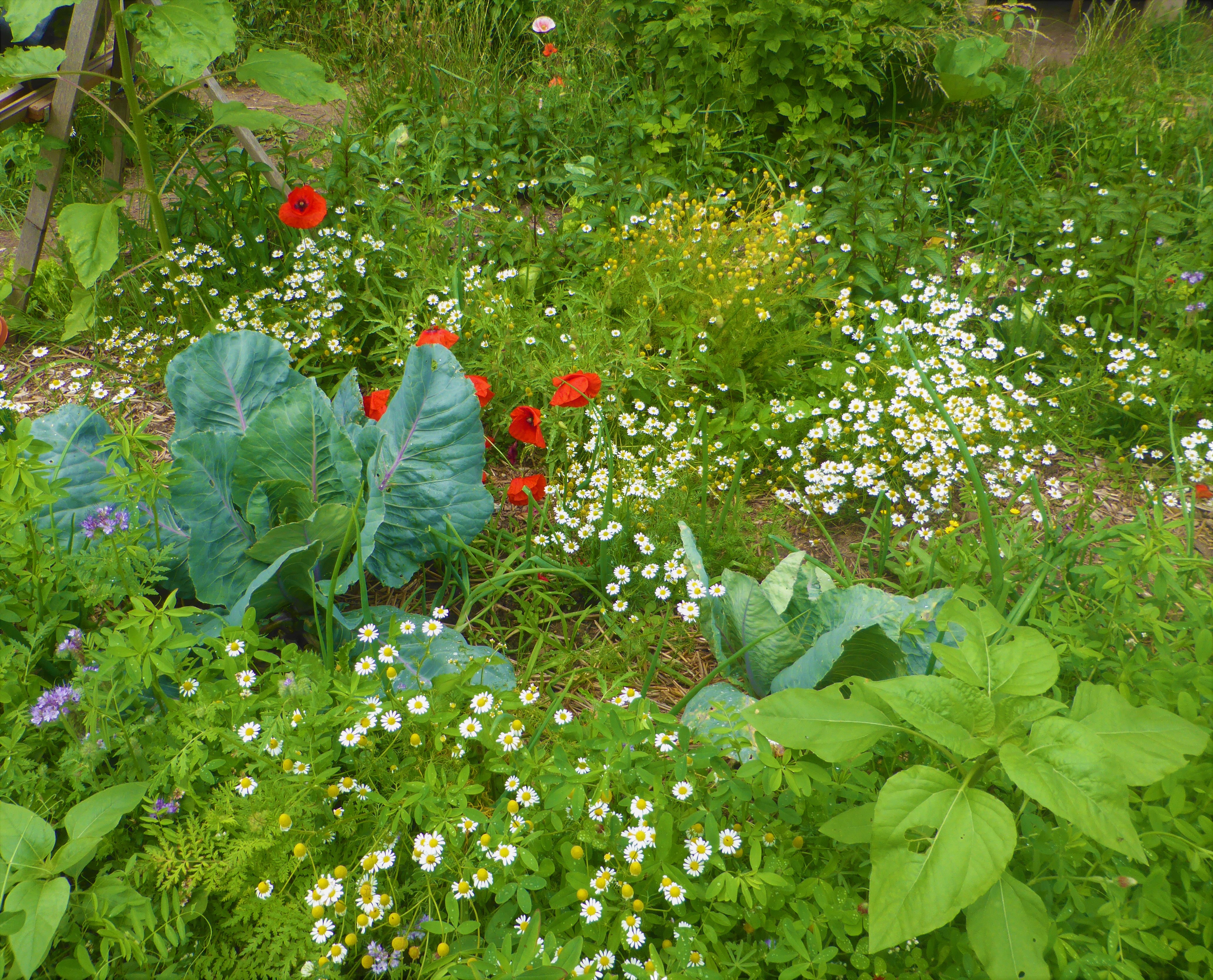 La biodiversité fleurie au jardin (© Michel Cognard)