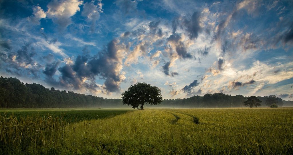 arbres et champs