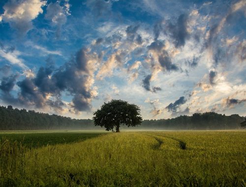 arbres et champs