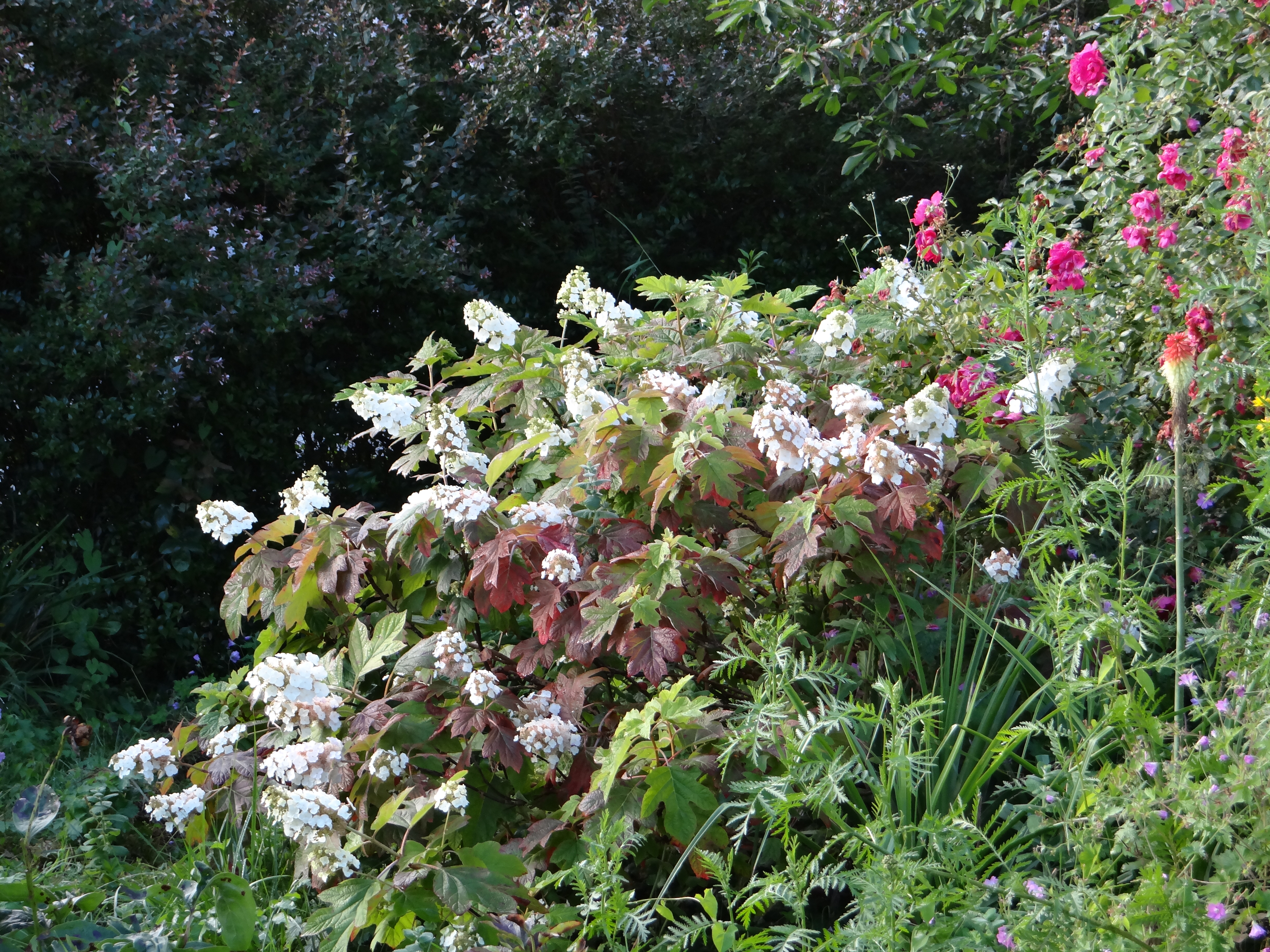 hygrangea quercifolia ( © Gilles Carcassès).