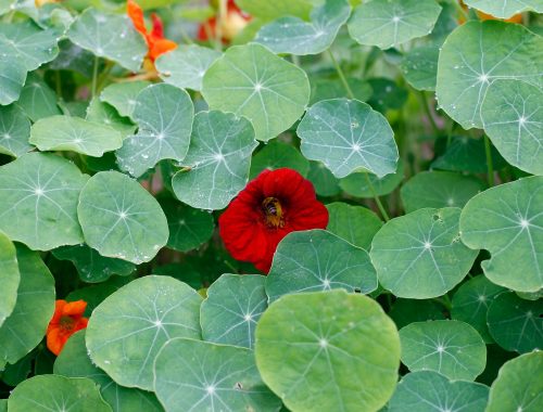 nasturtium