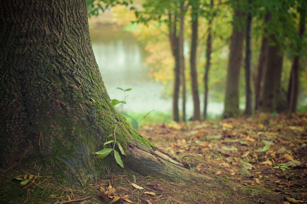 Tronc d'arbre