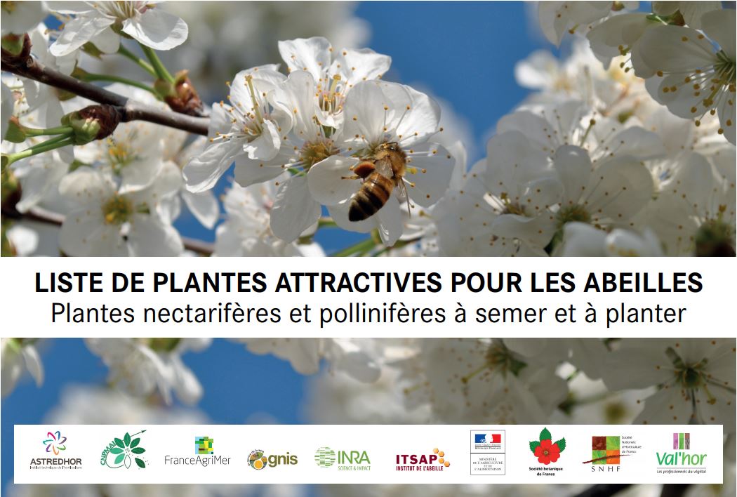 200 plantes attractives pour les abeilles