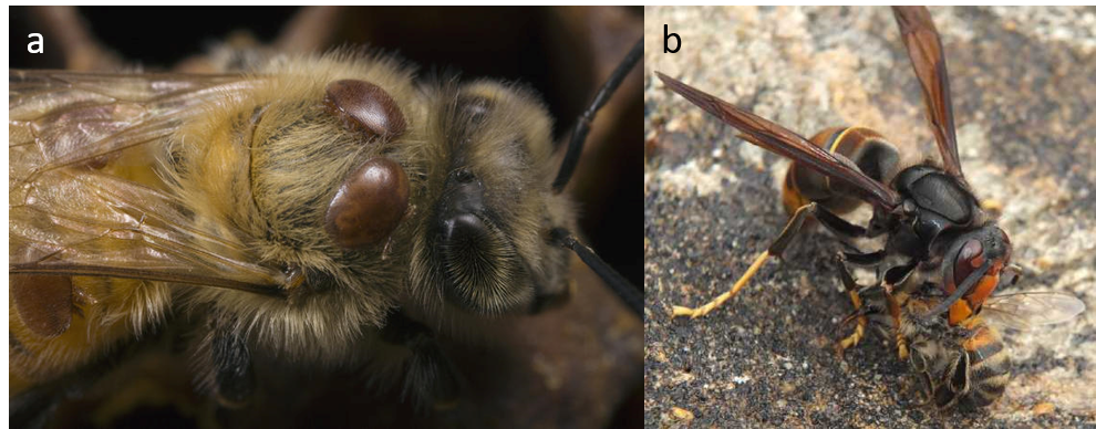 a) Varroa destructor (ici en rouge) sur une abeille (© M MOFFETT, MINDEN PICTURES BIOSPHOTO), b) Vespa velutina dévorant une abeille (© P.Falatico)