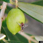 Adulte de mouche de l'olive Bactrocera oleae © Pest and Diseases Image Library