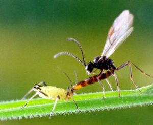 Guêpe parasitoïde en position d’oviposition sur un puceron (© S. Dourlot Université de Rennes-I)