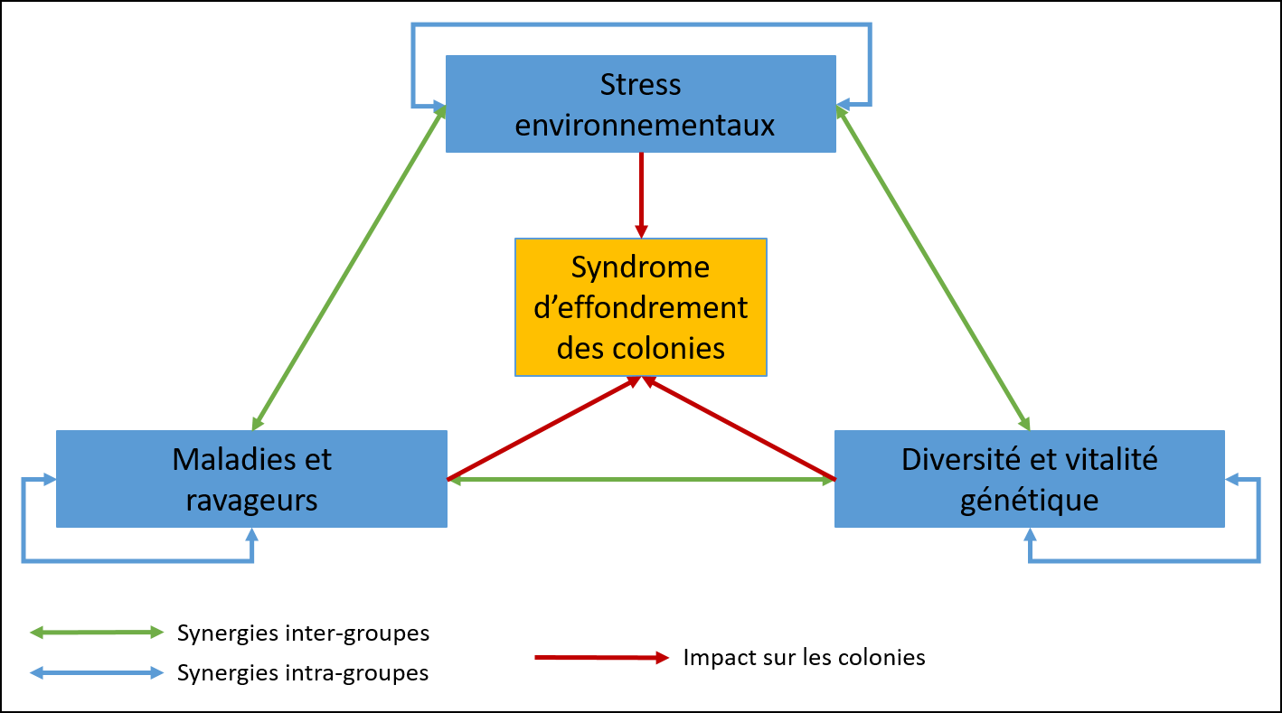 Différents types d’effets synergiques entre les groupes de facteurs impliqués dans le syndrome d'effondrement des colonies (Potts et al., 2010).