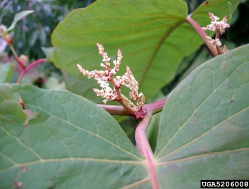 Fleurs de Fallopia sachalinensis (c) Jan Samanek