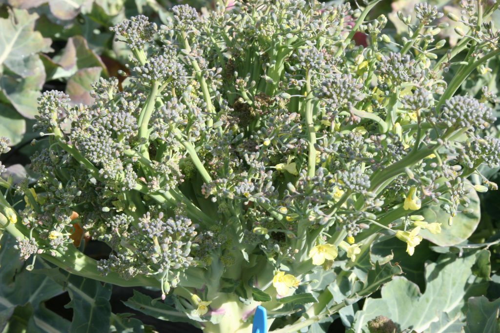 Inflorescence désordonnée chou brocoli © Michel Javoy