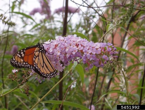 Arbre à papillon (Buddleja davidii) (c) L.J Mehrhoff