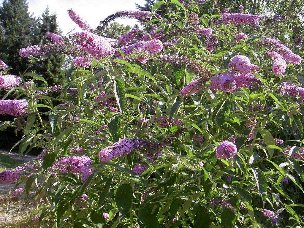 Buddleja davidii © Ikal