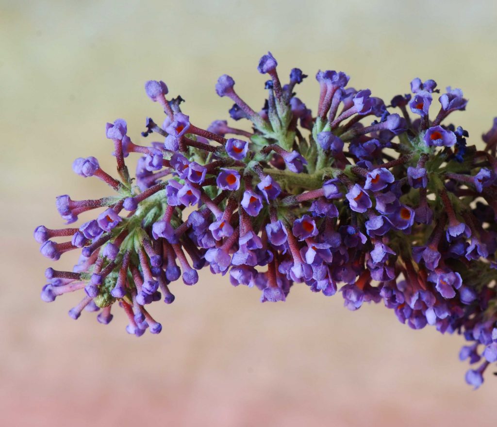 Inflorescence de Buddleja davidii © Pancrat