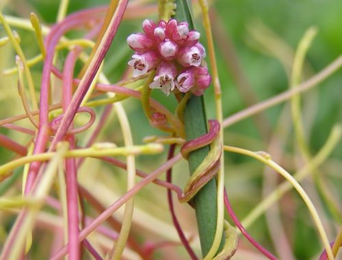 Fleurs de Cuscuta europaea (c) Michael Becker