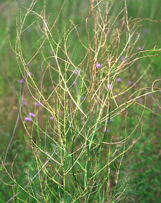 Dégâts de Crioceris asparagi © R. Coutin