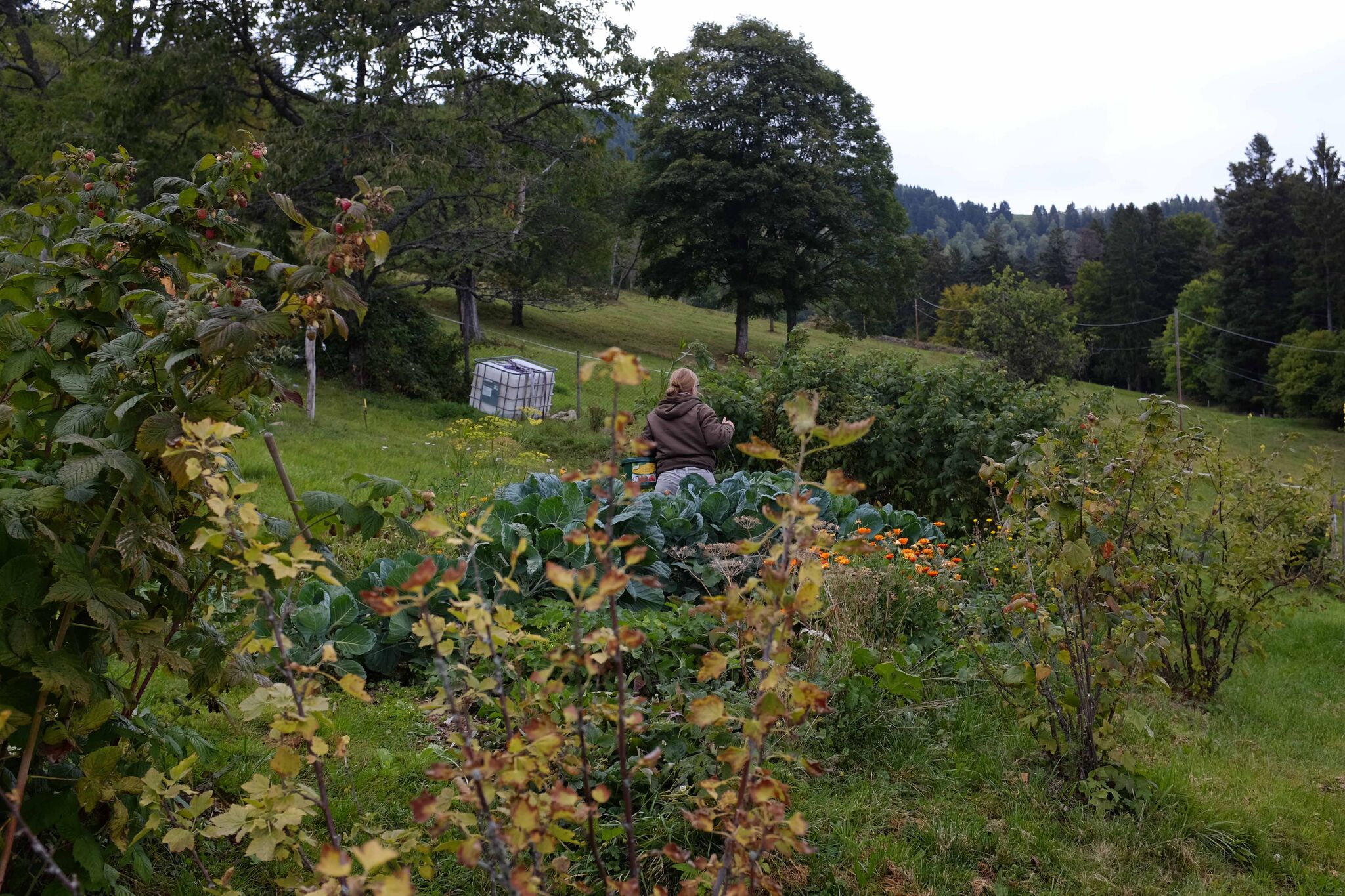 La collecte des limaces au jardin (© Noëlle Guillot).