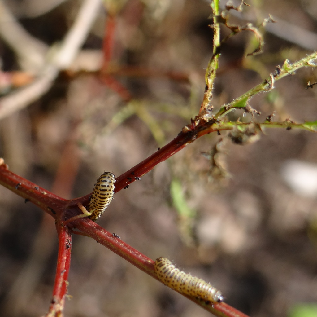Défoliation d'une viorne causée par la forme larvaire de Pyrrhalta viburni © Gilles Carcassès