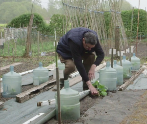 Abris pour courgettes © J.M. Muller