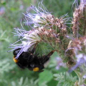 Bourdon sur une fleur de phacélie © J.M. Muller