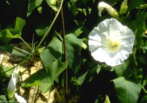 Fleur de Calystegia sepium© J. Lonchamp