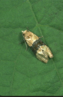 Eupoecilia ambiguella adulte (Cochylis) sur feuille de vigne (c) INRA