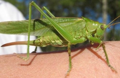 La Grande Sauterelle verte - Tettigonia viridissima femelle, 30-46 mm, oviscapte long de 27-32 mm lisse et faiblement courbé (photo C.Ovio)