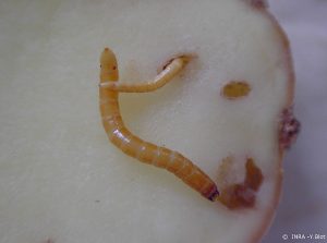 Larves de taupin et galeries dans un tubercule de pomme de terre © Y. Blot